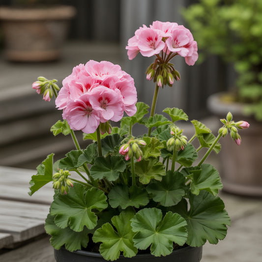 Geranium Flower Seeds for Planting - Vibrant Pink Red Annuals for Your Garden