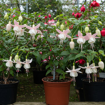 Fuchsia Flower Seeds for Planting - Green & White Variety