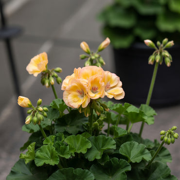 Yellow Geranium Seeds for Vibrant Garden Planting