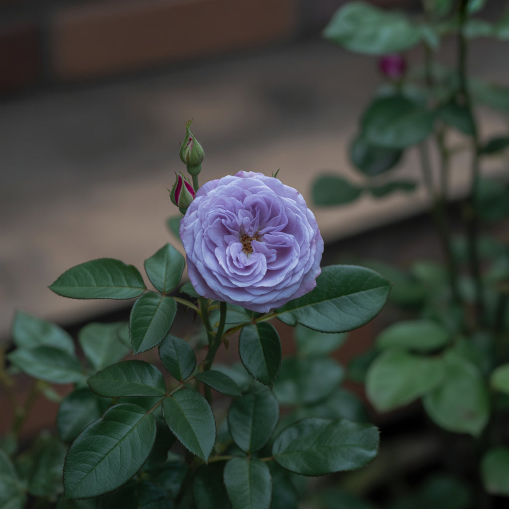 Blue Rose Flower Seeds  Cultivate Unique Blooms in Your Garden