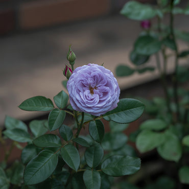 Blue Rose Flower Seeds  Cultivate Unique Blooms in Your Garden