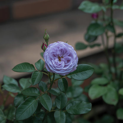 Blue Rose Flower Seeds  Cultivate Unique Blooms in Your Garden