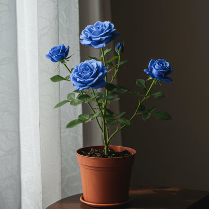 Blue Rose Flower Seeds  Cultivate Unique Blooms in Your Garden