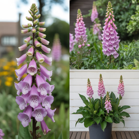 Pink Climbing Foxglove Flower Seeds for Planting - Stunning Biennial Blooms