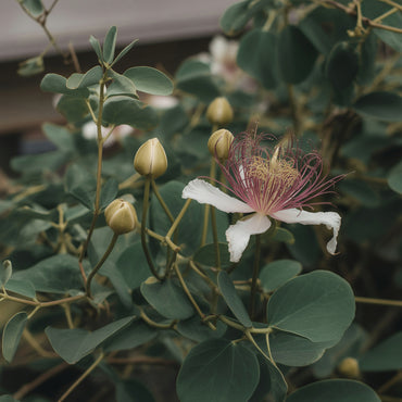 Capparis Spinosa Flower Seeds for Planting - Perennial Flower Seeds for Stunning Blooms