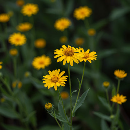 Yellow Meadow Arnica Flower Seeds for Planting - Brighten Your Garden with Vibrant Blooms