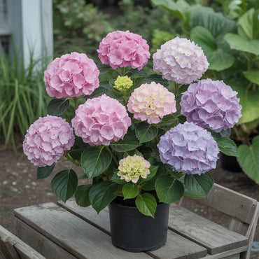 Vanilla Strawberry Hydrangea Seeds for Planting - Beautiful Blooms for Your Garden
