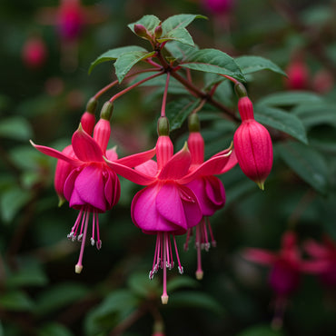 Pink Fuchsia Flower Seeds for Spring Planting