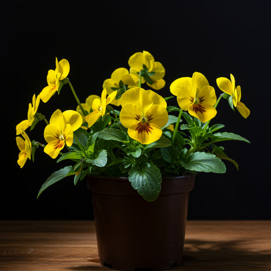 Yellow Viola Pubescens Plant Seeds Planting Tips