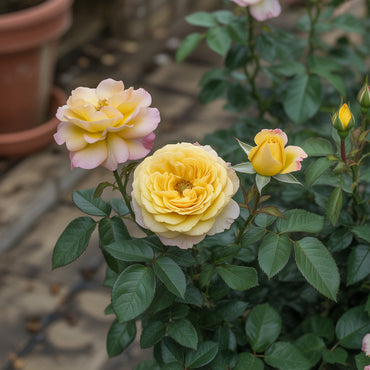 Yellow and White Rose Flower Seeds Planting for Colorful Gardens