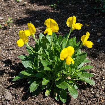 Yellow Pachystachys Lutea Flower Seeds Planting Tips