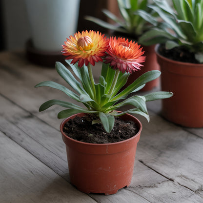 Orange Double Strawflower Seeds for Planting  Vibrant Blooms, Easy Growing, Perfect for Summer Gardens