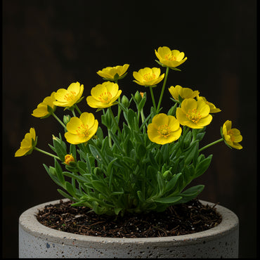 Yellow Delospermanubigenum Flower Seeds Planting