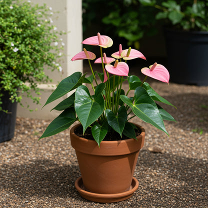 Cream Pink Anthurium Flower Seeds for Easy Planting