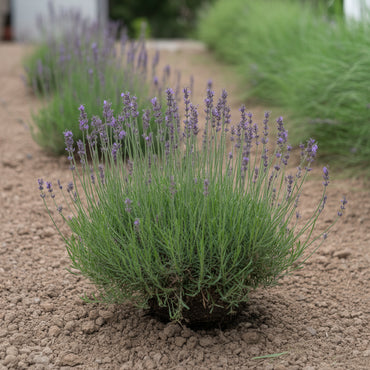 Provence Lavender Planting Seeds - Grow Elegant Perennial Flowers