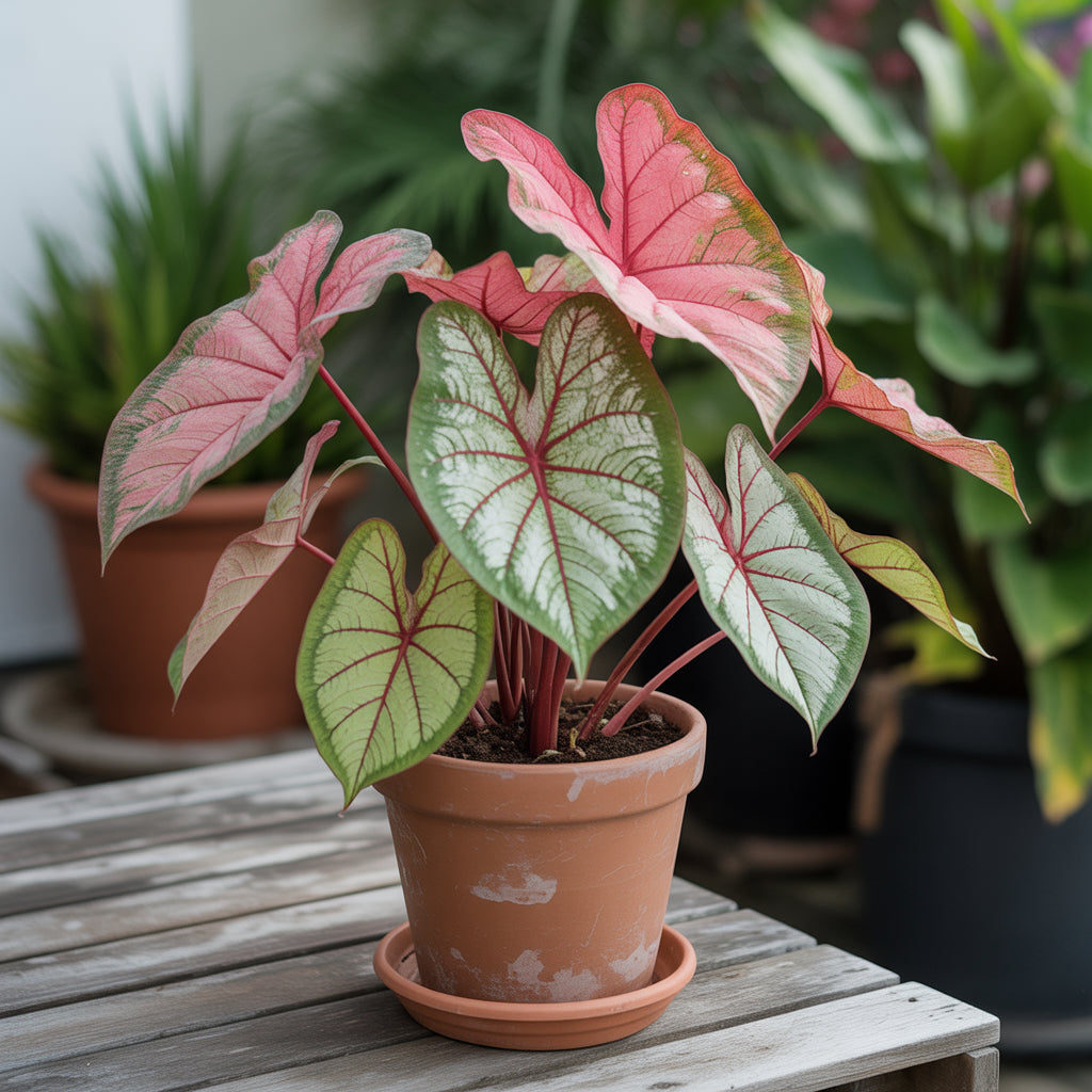 Caladium Mix Seeds for Planting  Vibrant Foliage for Garden and Indoors