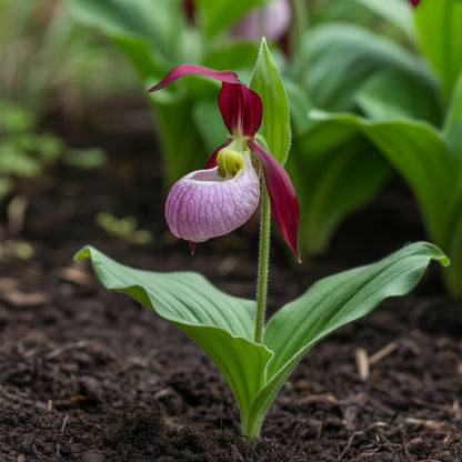 Lady's Slipper Flower Seeds for Planting  Premium Quality Perennial Seeds