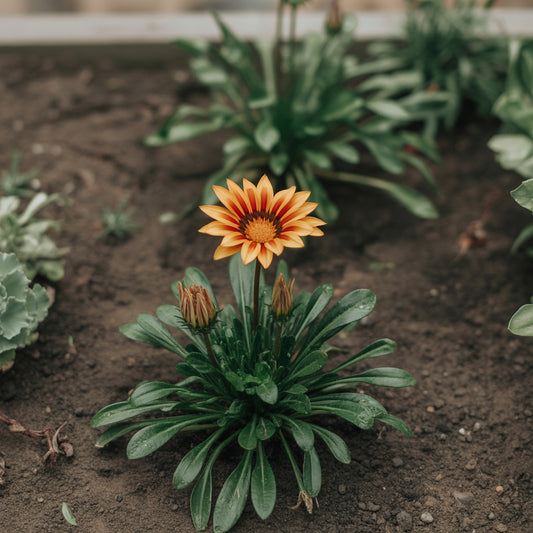 Exotic Gazania Flower Seeds for Planting  Brighten Your Garden!