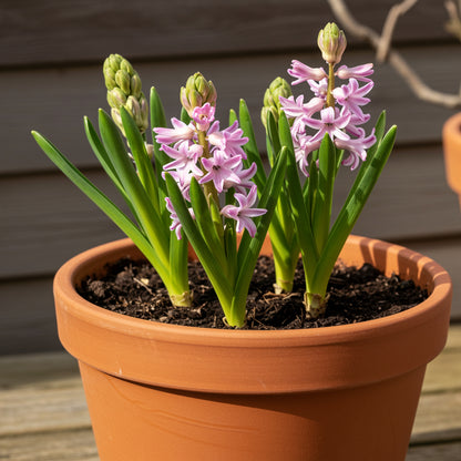 Hyacinthus Flower Seeds - Planting Seeds for Colorful Blooms