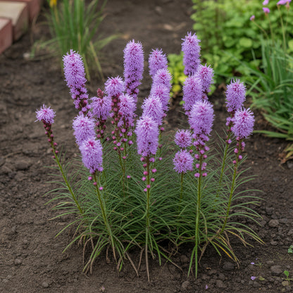 Liatris Flower Seeds for Planting  Vibrant Perennial Blooms