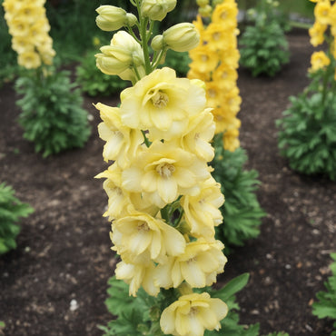 Yellow Delphinium Flower Seeds for Planting | Vibrant Perennial Blooms