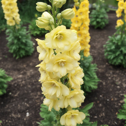 Yellow Delphinium Flower Seeds for Planting | Vibrant Perennial Blooms