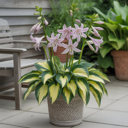 Hosta Jardin Mix Lily Flower Seeds for Planting - Perennial Garden Beauties