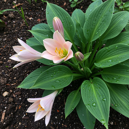 Hosta Jardin Mix Lily Flower Seeds for Planting - Perennial Garden Beauties