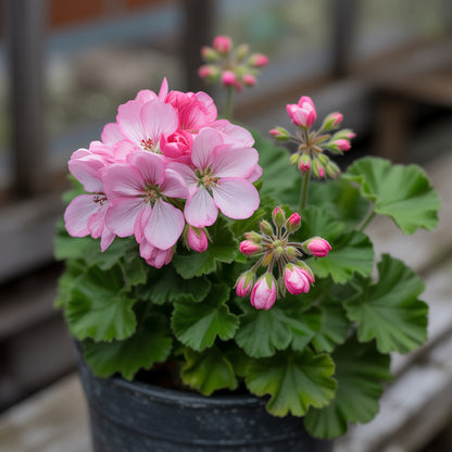 Dark Pink Geranium Apple Blossom Flower Seeds for Planting