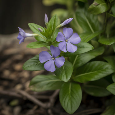 Vinca Minor Seeds for Planting - Hardy Perennial Flower Seeds