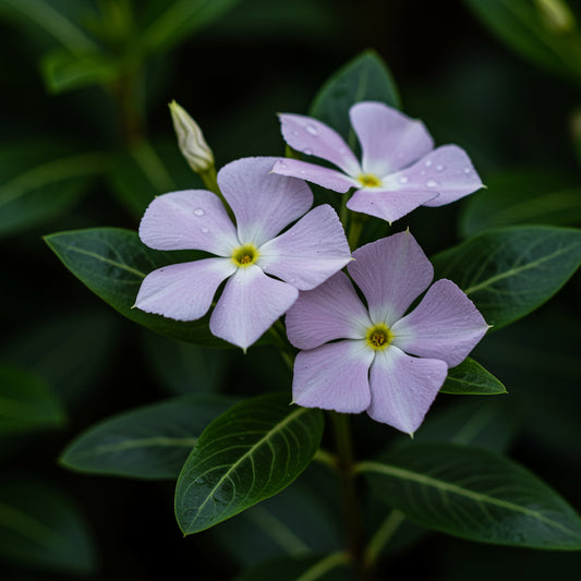 Vinca Minor Seeds for Planting - Hardy Perennial Flower Seeds