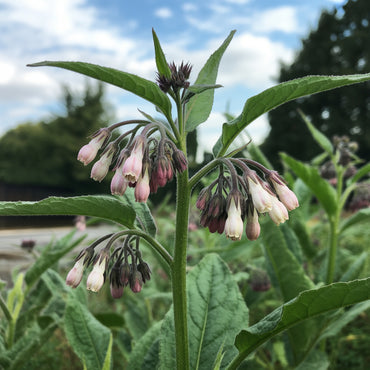 Comfrey Flower Seeds for Planting  Perennial Garden Blooms