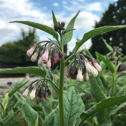 Comfrey Flower Seeds for Planting  Perennial Garden Blooms