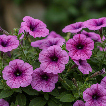 Petunias Mix Flower Planting Seeds for Vibrant Gardens