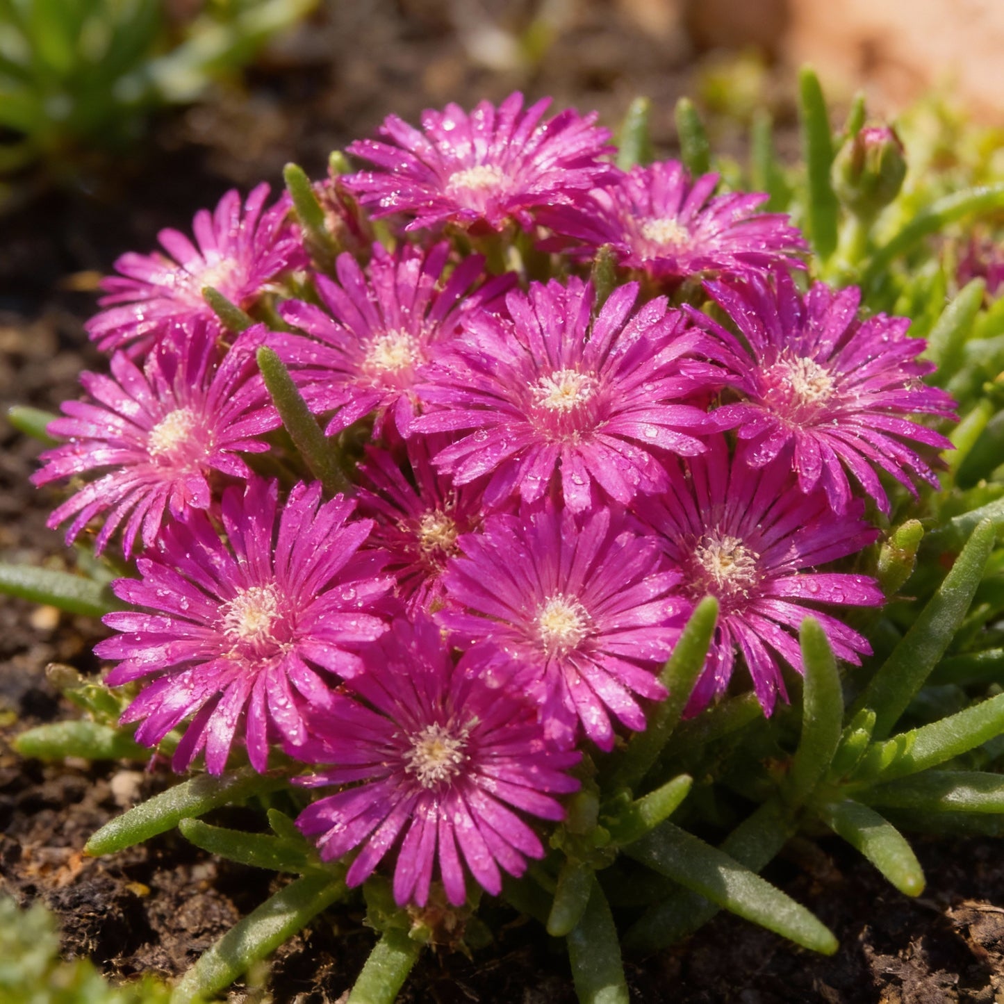 Violet Delosperma Flower Seeds for Easy Planting