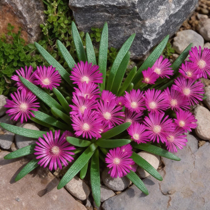 Violet Delosperma Flower Seeds for Easy Planting