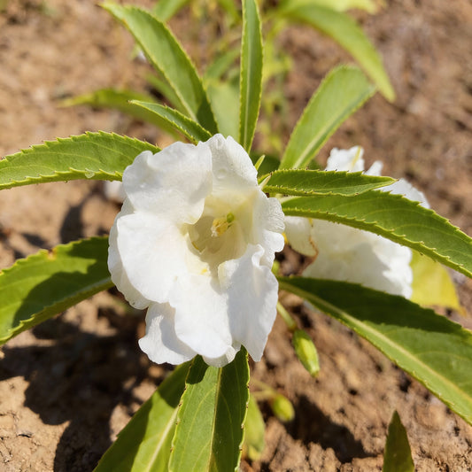 White Balsamina Flower Seeds - Your Guide to Easy Planting and Growing