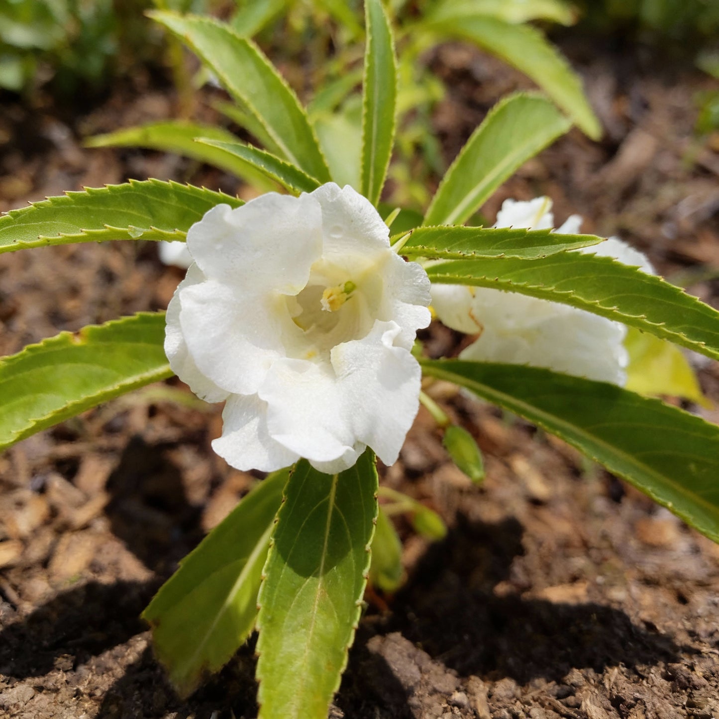 White Balsamina Flower Seeds - Your Guide to Easy Planting and Growing
