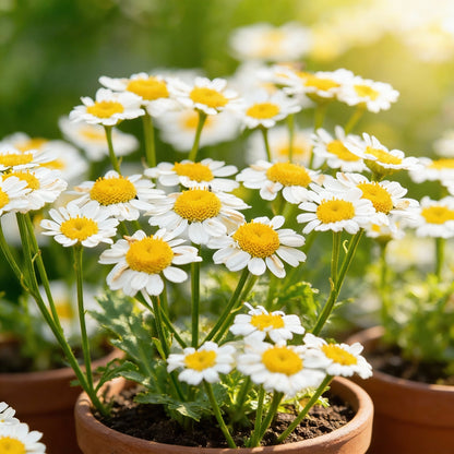 White German Fragrant Flower Seeds for Planting  Seed for Elegant, Scented Blooms in Your Garden