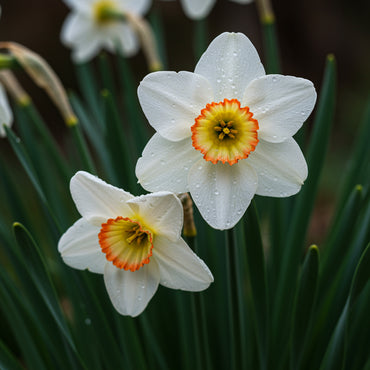 Easy Planting White Narcissus Flower Seeds