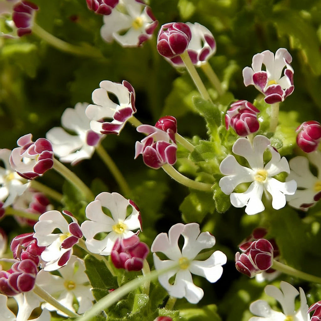 White Pink Zaluzianskya Flower Planting  Seeds for Elegant Blooms in Your Garden