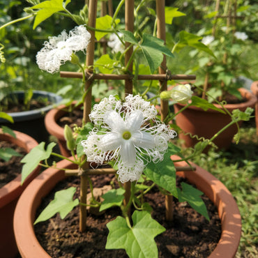 White Trichosanthes Cucumerina Plant Seeds for Planting  Seed for Lush Growth
