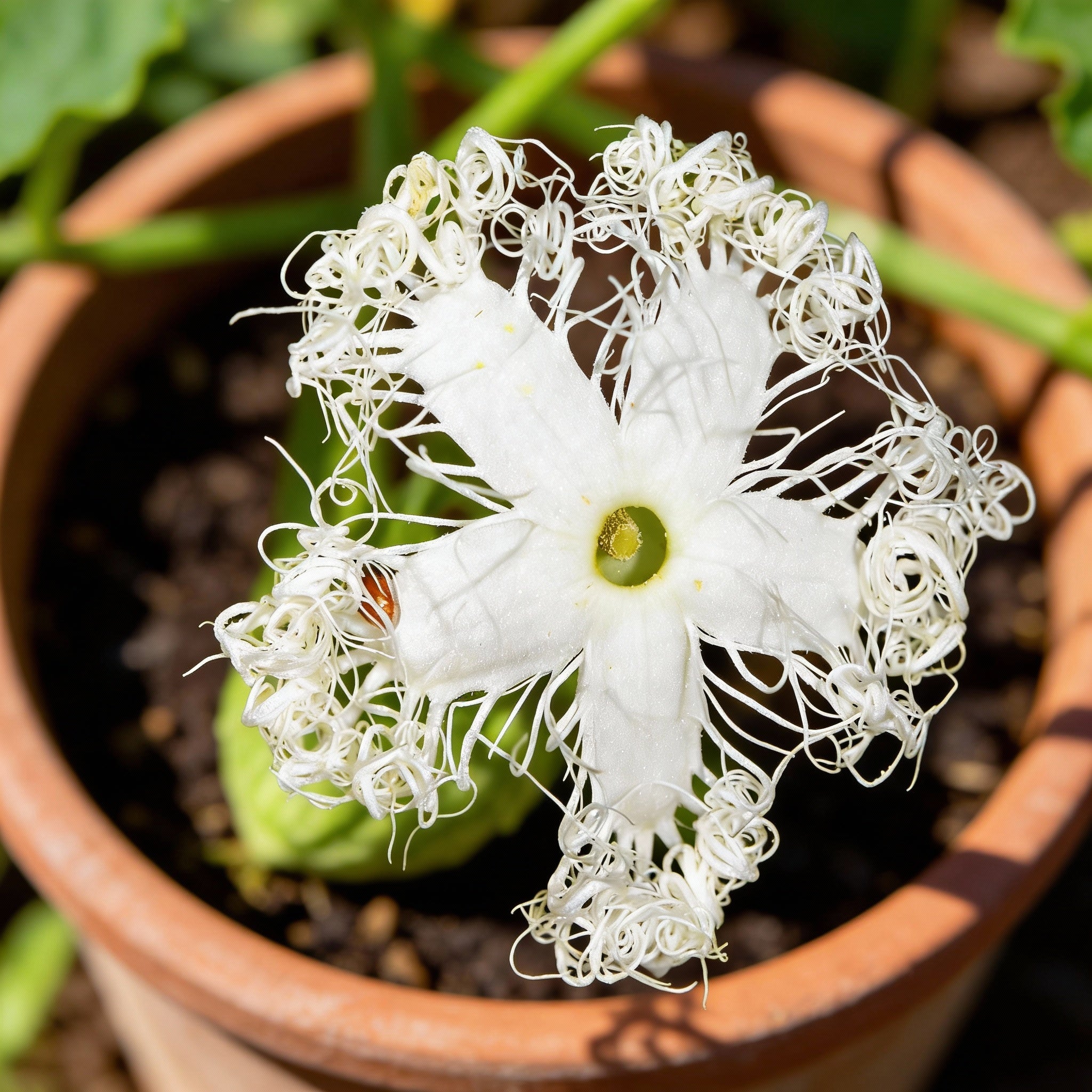 白いヘビウリの種を購入して植え付け用に 豊かな成長のための種 – Pure