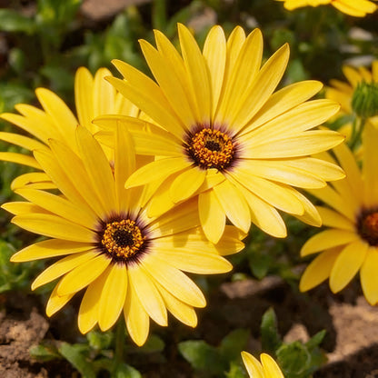 Yellow Dimorphotheca Sinuata Flower Seeds Planting