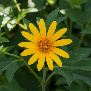 Yellow Diversifolia Flower Seeds Planting