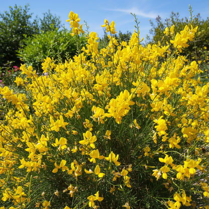 Yellow Spartium Junceum Tree Planting Seeds