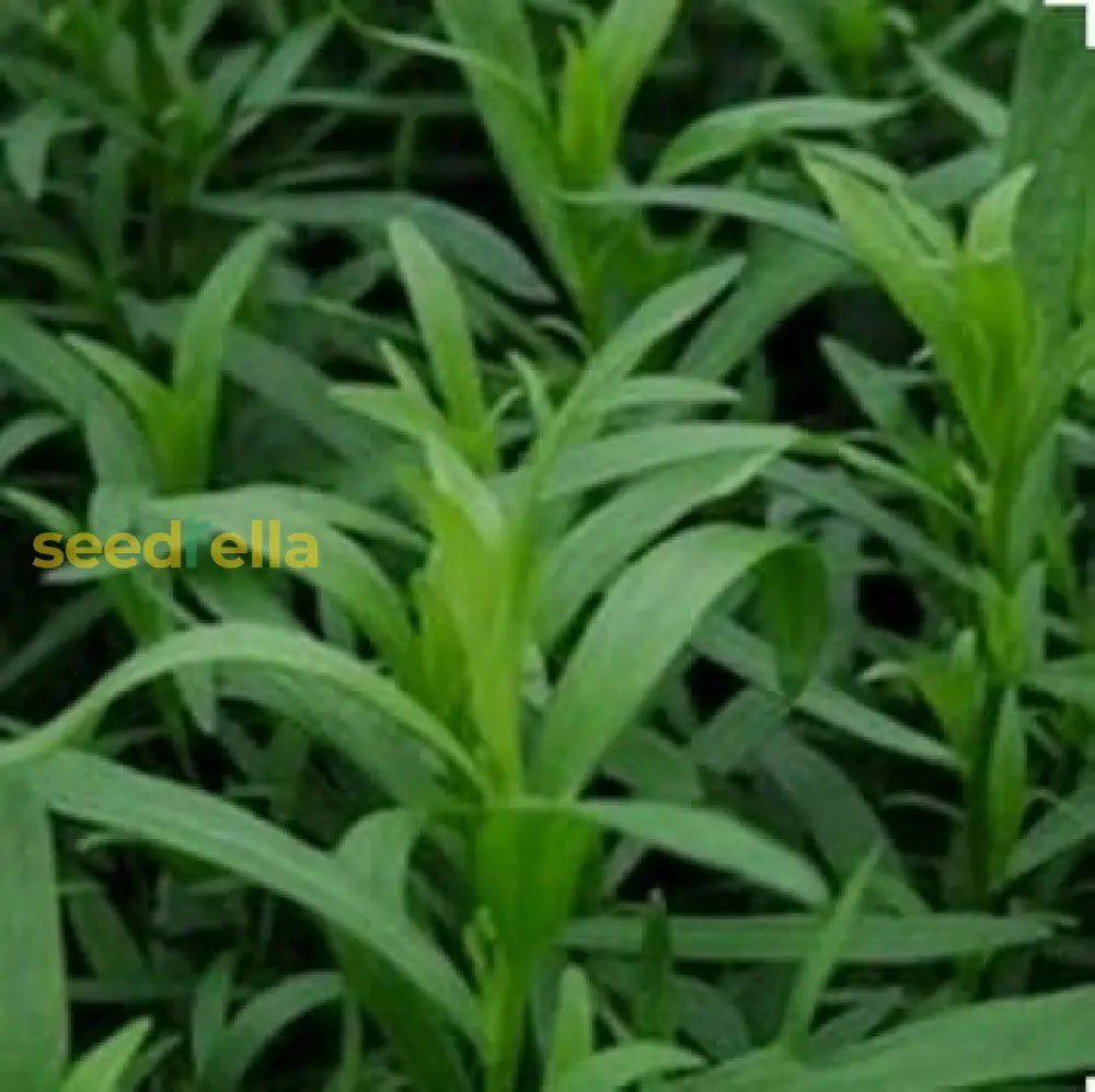 Green Tarragon Seeds for Planting