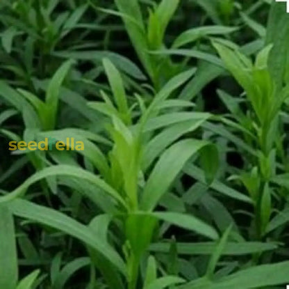 Green Tarragon Seeds for Planting