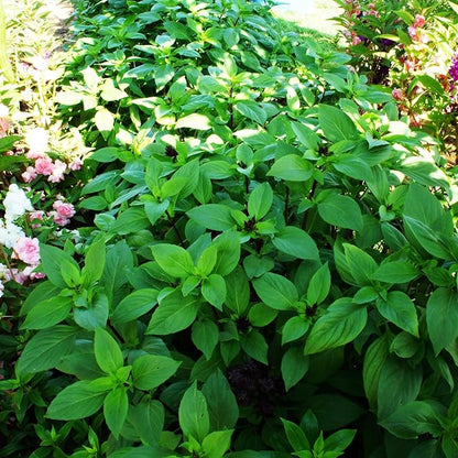 Basil Dolce Fresca Seeds for Gardening & Planting | Premium Quality Herb Seeds for Lush, Flavorful Basil Plants