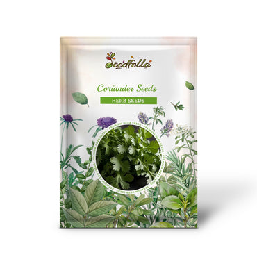 Coriander Seeds for Easy Planting - Fresh Homegrown Herbs
